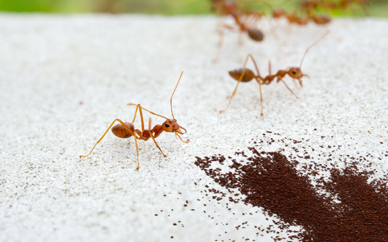 دفع مورچه ها با تفاله قهوه 