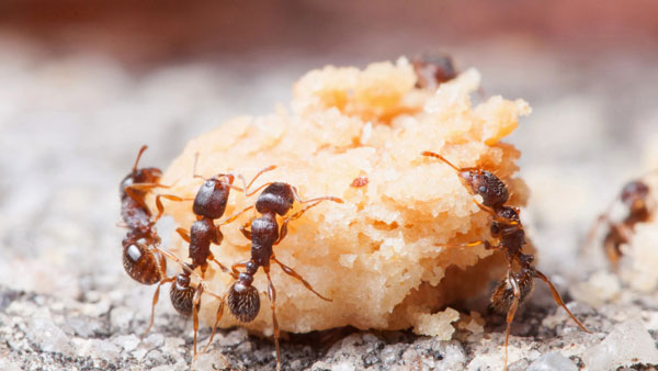 مورچه در حال خوردن غذا