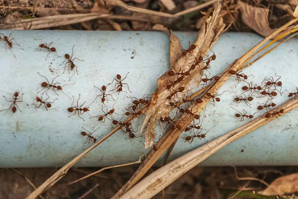 مورچه ها همه جا هستند