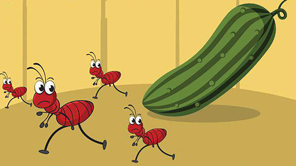 دفع مورچه ها با خیار 