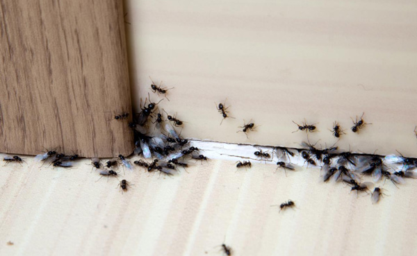 ورود مورچه ها از درز زیر در