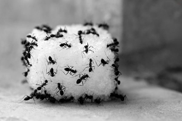 قطع منبع تغذیه مورچه ها
