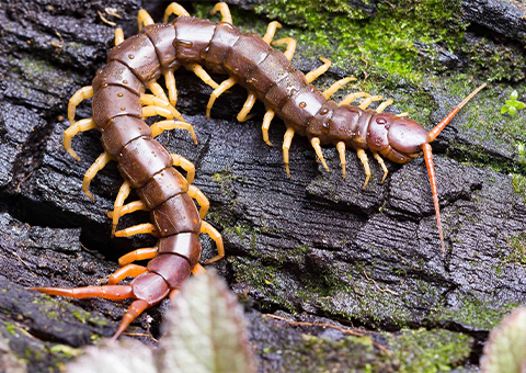 photo-Centipede