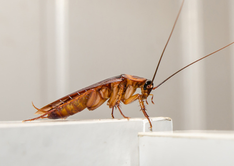photo-Cockroach