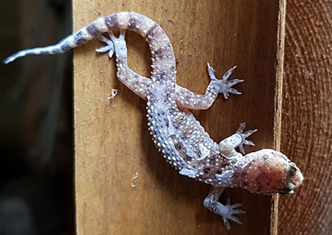 photo-Gecko