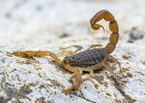 photo-Scorpion