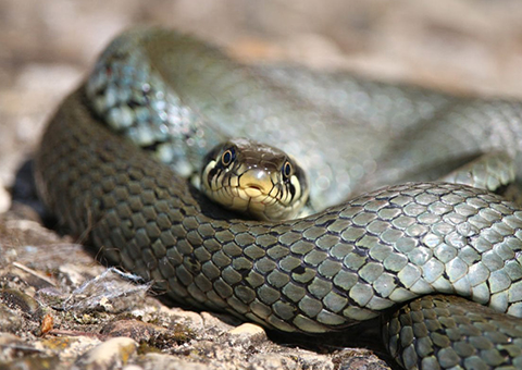 photo-Snake