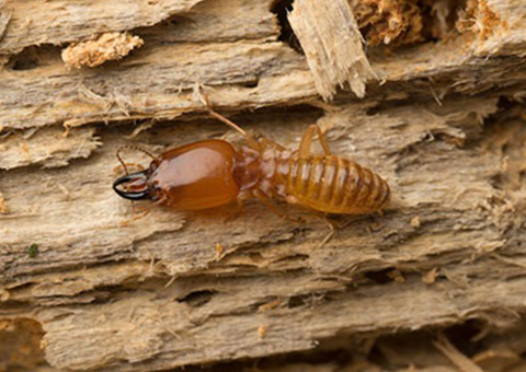 photo-Termite