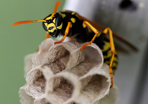 photo-Wasp