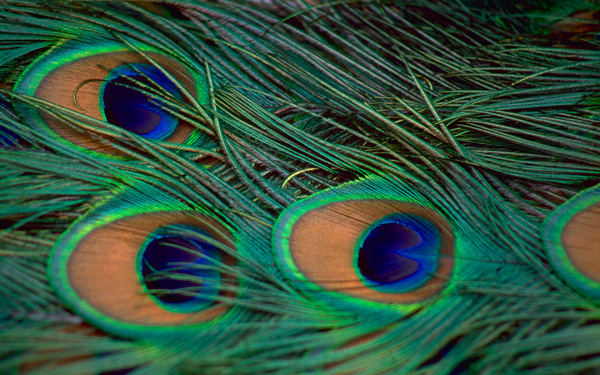 پرهای طاووس برای دفع مارمولک 