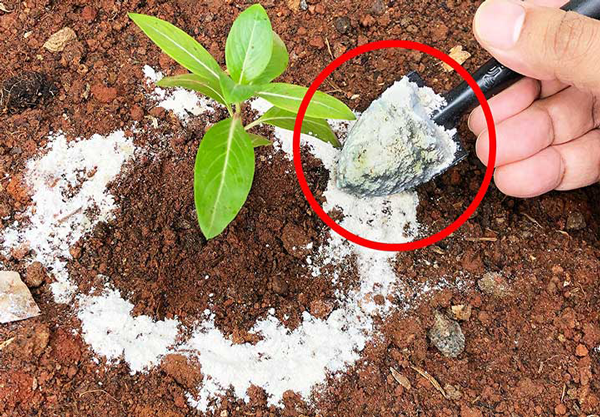 خاک دیاتومه برای از بین بردن کک