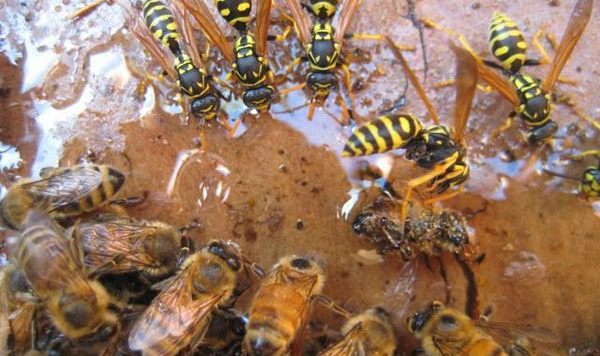 انواع زنبور، زنبور عسل و زنبور بی عسل 