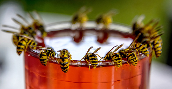قطع منابع تغذیه زنبور